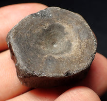 Load image into Gallery viewer, Jurassic ichthyosaur bone (vertebra) from Lyme Regis (31mm)
