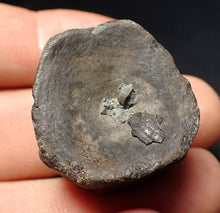 Load image into Gallery viewer, Jurassic ichthyosaur bone (vertebra) from Lyme Regis (31mm)
