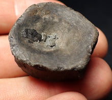 Load image into Gallery viewer, Jurassic ichthyosaur bone (vertebra) from Lyme Regis (31mm)
