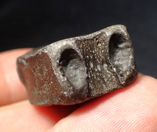 Load image into Gallery viewer, Jurassic ichthyosaur bone (vertebra) from Lyme Regis (31mm)
