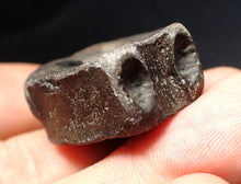 Load image into Gallery viewer, Jurassic ichthyosaur bone (vertebra) from Lyme Regis (31mm)
