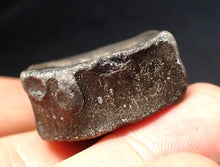 Load image into Gallery viewer, Jurassic ichthyosaur bone (vertebra) from Lyme Regis (31mm)

