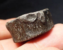 Load image into Gallery viewer, Jurassic ichthyosaur bone (vertebra) from Lyme Regis (31mm)
