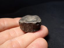 Load image into Gallery viewer, Jurassic ichthyosaur bone (vertebra) from Lyme Regis (31mm)
