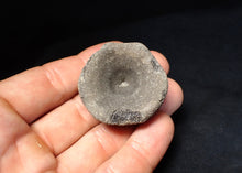 Load image into Gallery viewer, Large Jurassic ichthyosaur bone (vertebra) from Lyme Regis (40mm)
