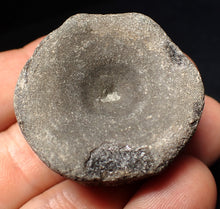 Load image into Gallery viewer, Large Jurassic ichthyosaur bone (vertebra) from Lyme Regis (40mm)
