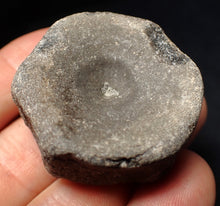 Load image into Gallery viewer, Large Jurassic ichthyosaur bone (vertebra) from Lyme Regis (40mm)
