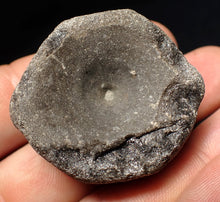 Load image into Gallery viewer, Large Jurassic ichthyosaur bone (vertebra) from Lyme Regis (40mm)
