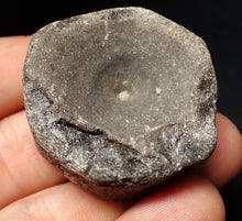 Load image into Gallery viewer, Large Jurassic ichthyosaur bone (vertebra) from Lyme Regis (40mm)
