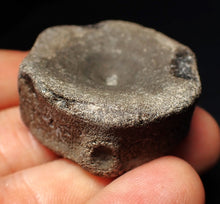 Load image into Gallery viewer, Large Jurassic ichthyosaur bone (vertebra) from Lyme Regis (40mm)
