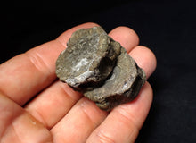 Load image into Gallery viewer, Jurassic double ichthyosaur bone (vertebra) from Lyme Regis (44mm)
