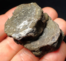 Load image into Gallery viewer, Jurassic double ichthyosaur bone (vertebra) from Lyme Regis (44mm)
