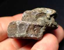 Load image into Gallery viewer, Jurassic double ichthyosaur bone (vertebra) from Lyme Regis (44mm)
