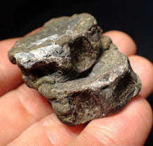 Load image into Gallery viewer, Jurassic double ichthyosaur bone (vertebra) from Lyme Regis (44mm)
