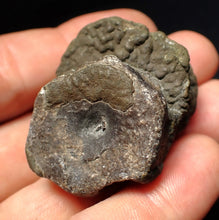 Load image into Gallery viewer, Jurassic double ichthyosaur bone (vertebra) from Lyme Regis (44mm)
