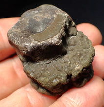 Load image into Gallery viewer, Jurassic double ichthyosaur bone (vertebra) from Lyme Regis (44mm)
