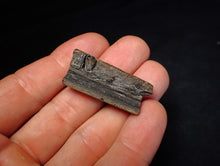 Load image into Gallery viewer, Jurassic ichthyosaur jaw bone with teeth from Lyme Regis (40mm)

