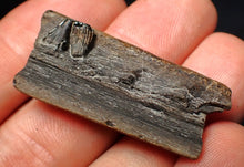 Load image into Gallery viewer, Jurassic ichthyosaur jaw bone with teeth from Lyme Regis (40mm)
