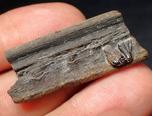 Load image into Gallery viewer, Jurassic ichthyosaur jaw bone with teeth from Lyme Regis (40mm)
