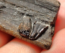 Load image into Gallery viewer, Jurassic ichthyosaur jaw bone with teeth from Lyme Regis (40mm)

