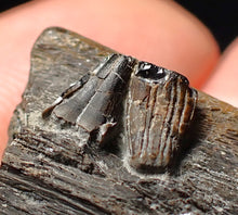 Load image into Gallery viewer, Jurassic ichthyosaur jaw bone with teeth from Lyme Regis (40mm)
