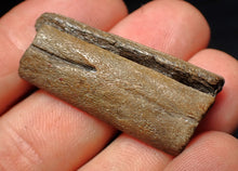 Load image into Gallery viewer, Jurassic ichthyosaur jaw bone with teeth from Lyme Regis (40mm)
