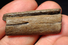 Load image into Gallery viewer, Jurassic ichthyosaur jaw bone with teeth from Lyme Regis (40mm)
