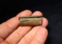 Load image into Gallery viewer, Jurassic ichthyosaur jaw bone with teeth from Lyme Regis (40mm)
