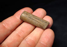 Load image into Gallery viewer, Jurassic ichthyosaur jaw bone from Lyme Regis (38mm)
