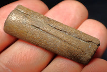 Load image into Gallery viewer, Jurassic ichthyosaur jaw bone from Lyme Regis (38mm)
