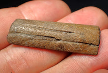 Load image into Gallery viewer, Jurassic ichthyosaur jaw bone from Lyme Regis (38mm)
