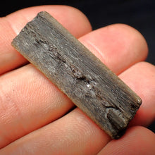 Load image into Gallery viewer, Jurassic ichthyosaur jaw bone from Lyme Regis (38mm)
