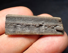 Load image into Gallery viewer, Jurassic ichthyosaur jaw bone from Lyme Regis (38mm)
