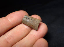 Load image into Gallery viewer, Jurassic ichthyosaur jaw bone from Lyme Regis (22mm)

