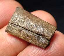 Load image into Gallery viewer, Jurassic ichthyosaur jaw bone from Lyme Regis (22mm)
