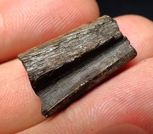 Load image into Gallery viewer, Jurassic ichthyosaur jaw bone from Lyme Regis (22mm)
