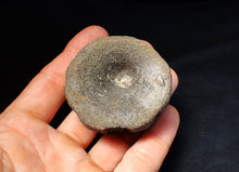 Load image into Gallery viewer, Large Jurassic ichthyosaur bone (vertebra) from Lyme Regis (55mm)
