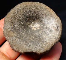 Load image into Gallery viewer, Large Jurassic ichthyosaur bone (vertebra) from Lyme Regis (55mm)
