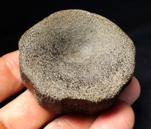 Load image into Gallery viewer, Large Jurassic ichthyosaur bone (vertebra) from Lyme Regis (55mm)
