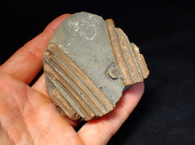 Load image into Gallery viewer, Jurassic ichthyosaur ribcage bone block from Watchet (78mm)
