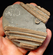 Load image into Gallery viewer, Jurassic ichthyosaur ribcage bone block from Watchet (78mm)
