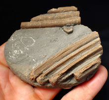 Load image into Gallery viewer, Jurassic ichthyosaur ribcage bone block from Watchet (78mm)
