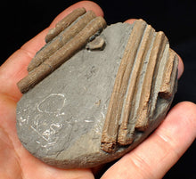 Load image into Gallery viewer, Jurassic ichthyosaur ribcage bone block from Watchet (78mm)
