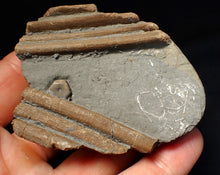 Load image into Gallery viewer, Jurassic ichthyosaur ribcage bone block from Watchet (78mm)
