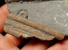 Load image into Gallery viewer, Jurassic ichthyosaur ribcage bone block from Watchet (78mm)
