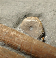 Load image into Gallery viewer, Jurassic ichthyosaur ribcage bone block from Watchet (78mm)
