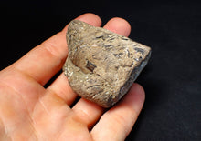 Load image into Gallery viewer, Jurassic ichthyosaur coprolite (poo) from Lyme Regis (55mm)
