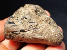 Load image into Gallery viewer, Jurassic ichthyosaur coprolite (poo) from Lyme Regis (55mm)
