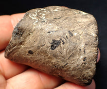 Load image into Gallery viewer, Jurassic ichthyosaur coprolite (poo) from Lyme Regis (55mm)
