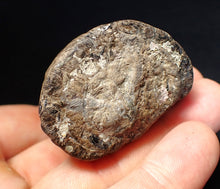 Load image into Gallery viewer, Jurassic ichthyosaur coprolite (poo) from Lyme Regis (55mm)
